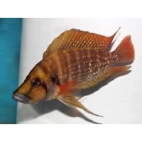 Altolamprologus Compressiceps Red Fin Kagunga 3-4cm Altolamprologus Compressiceps Red Fin Kagunga 3-4cm